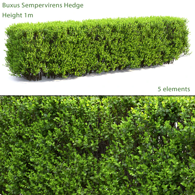 Buxus — Скачать