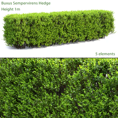 Buxus — Вид 1