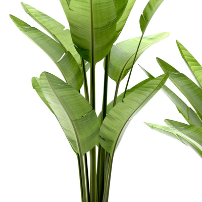 PLANTS 108 — Вид 3