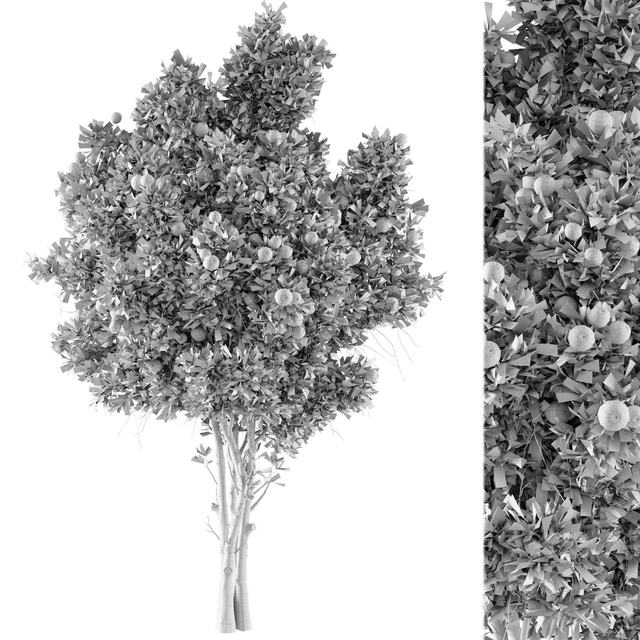 Orange Tree 01 — Скачать