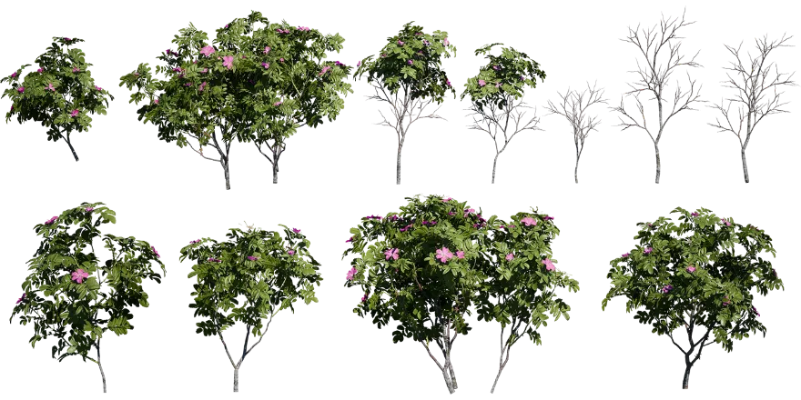 rose hip 001 — Descargar