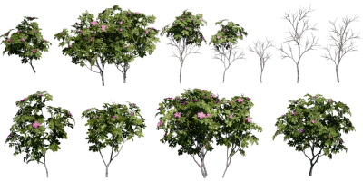 rose hip 001 — Descargar
