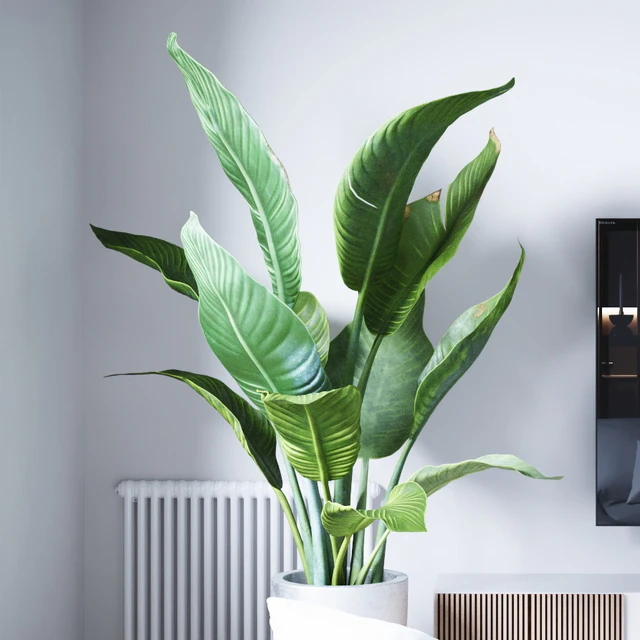 Banana palm — Descargar