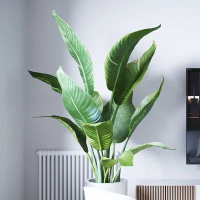 Banana palm — Ver 3