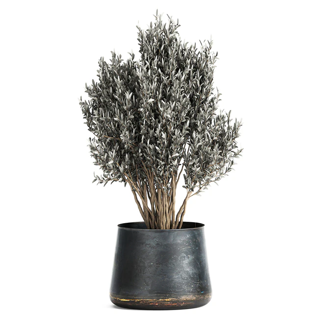 Collection of small plants in luxury pots with Cactus, palm, olive, tree, Rapeseed, Raphis, Cereus. Set 870. — Descargar