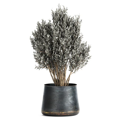 Collection of small plants in luxury pots with Cactus, palm, olive, tree, Rapeseed, Raphis, Cereus. Set 870. — Ver 5