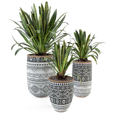 Indoor Plants  in Concrete Pots - Set 36 — Вид 5