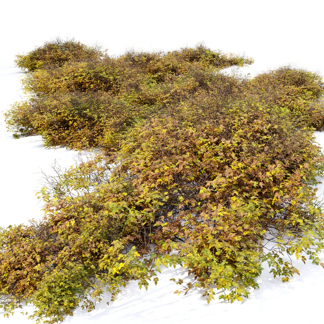 Bush 024 — Descargar