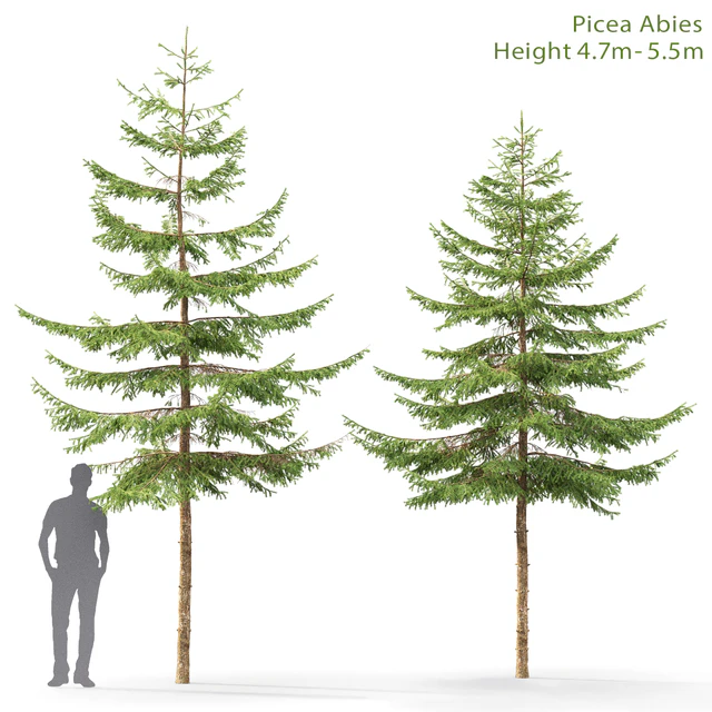 Spruce — Descargar