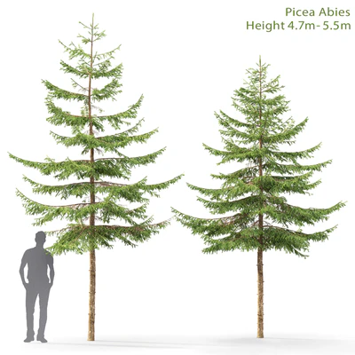 Spruce — Ver 1