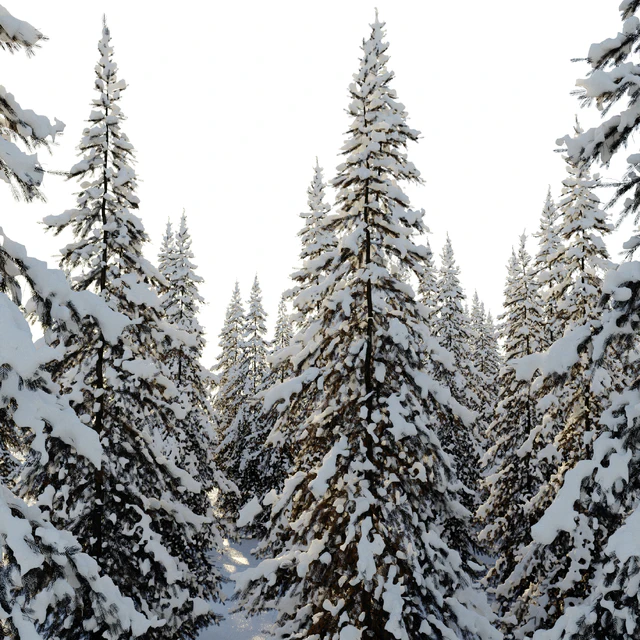 Winter Norway Spruce 02 — Descargar