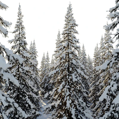 Winter Norway Spruce 02 — Ver 6