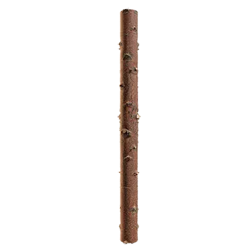 birch branch 002 — Скачать