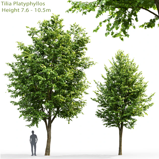 Tilia platyphyllos # 3 (7.6-10.5m) — Descargar