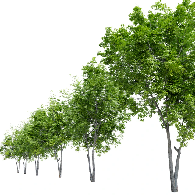 Red Alder (Alnus rubra) — Descargar