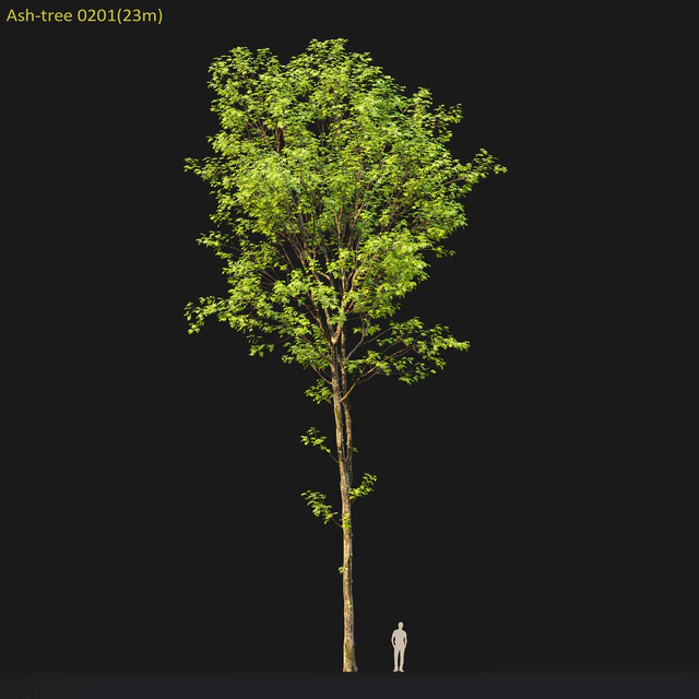 Ash — Descargar