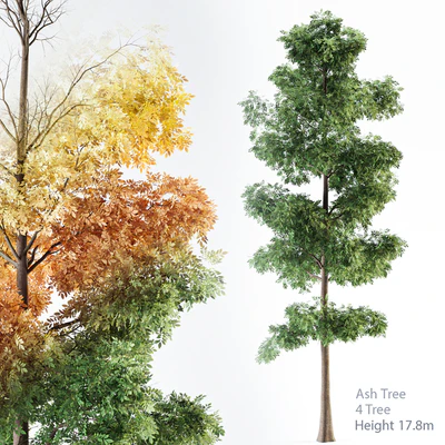Ash Tree 01 — Вид 1