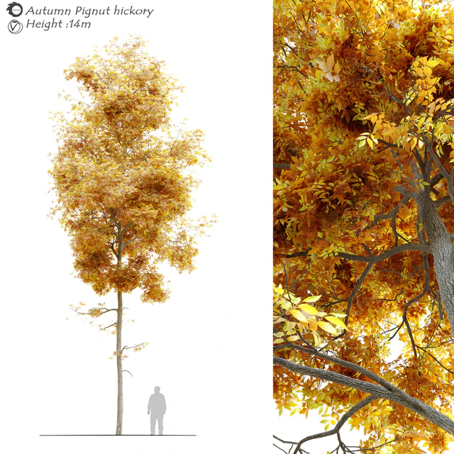 Autumn carya glabra (pignut hickory) — Descargar