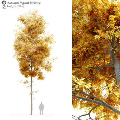 Autumn carya glabra (pignut hickory) — Ver 1