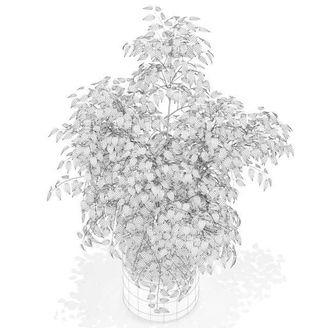 Plants collection 153 — Descargar