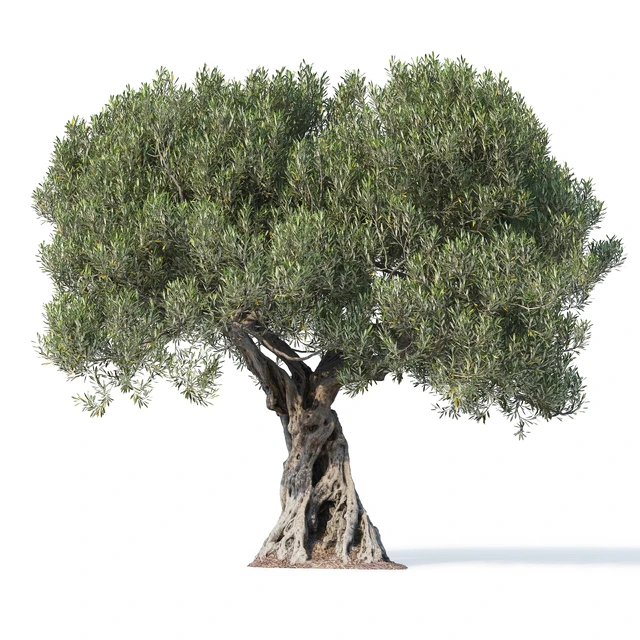 Дерево оливы 8 (Olive tree 8) — Скачать
