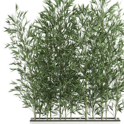 Lush thickets of bamboo bushes in a white pot pot, bamboo. Set 579. — Ver 5