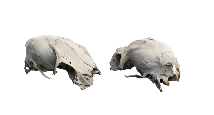 damaged animal skull 001 — Descargar