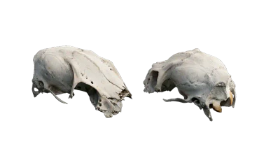 damaged animal skull 001 — Descargar