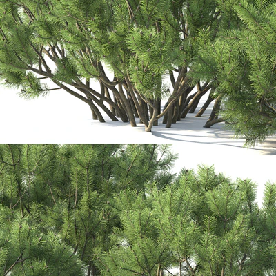 Pine — Ver 2