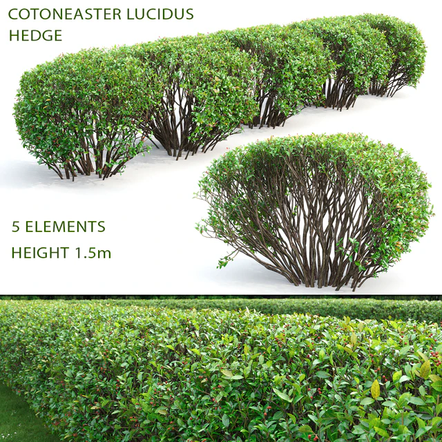 Cotoneaster lucidus hedge #2 — Descargar