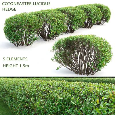 Cotoneaster lucidus hedge #2 — Ver 1
