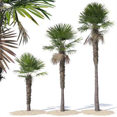 Trachycarpus fortunei palm tree — Вид 1