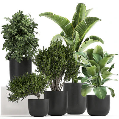 Collection of small plants and trees in black pots with Banana palm, Calathea lutea, bush, Scheffler. Set 804 — Ver 1