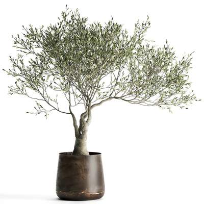 A small olive tree in a rusty metal pot and flowerpot.  969. — Ver 1