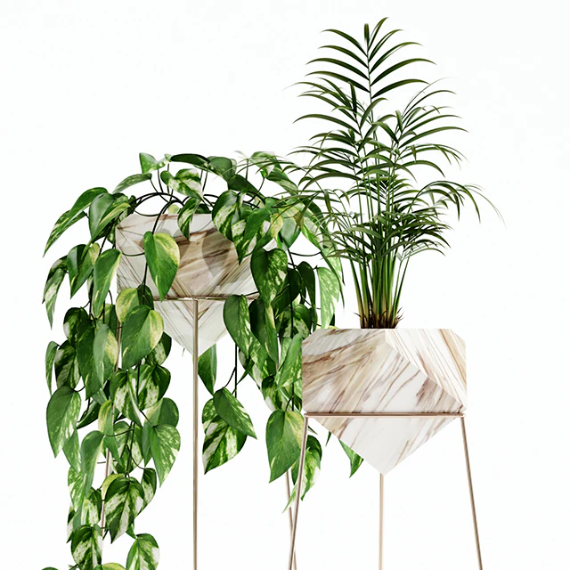 Plants collection 140 Jade — Descargar