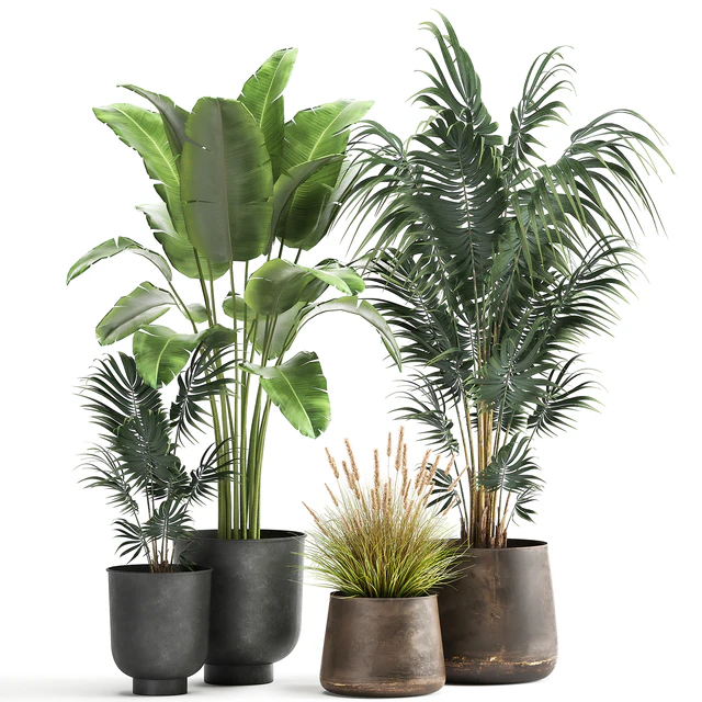 Decorative small Banana palm in a metal pot Strelitzia, Howea. Set 964. — Descargar
