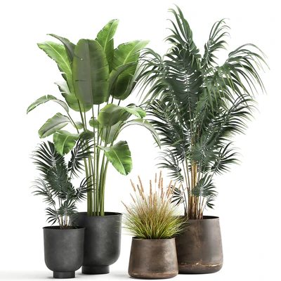 Decorative small Banana palm in a metal pot Strelitzia, Howea. Set 964. — Ver 1
