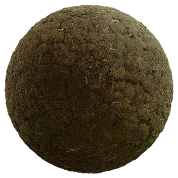 mossy forest floor 003 — Скачать