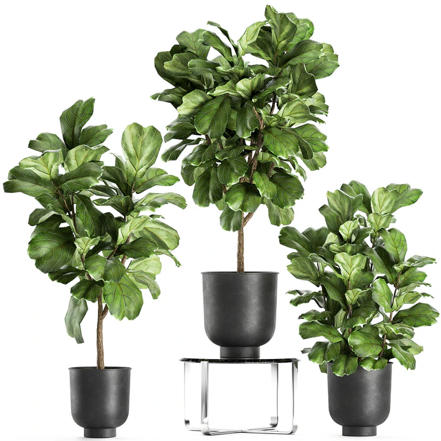 A collection of decorative small trees with large leaves in a black pot Ficus lyrata. Set 854. — Descargar