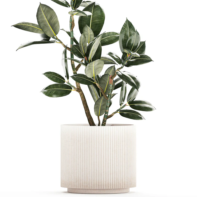 Beautiful small tree in a modern pot Ficus rubbery, elastica, Ficus Abidjan, Ficus Robusta. 1235 — Descargar