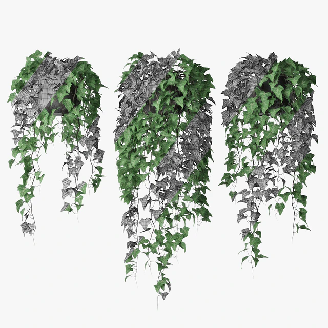 Ivy in pot 09 — Скачать