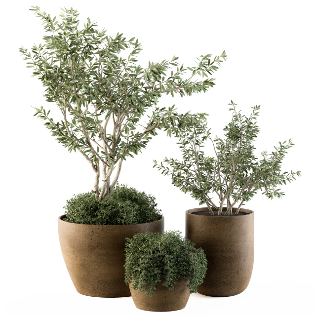 Outdoor Plants Olive - Set 79 — Descargar