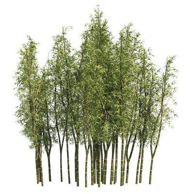 2 Bamboo Clusters — Ver 6