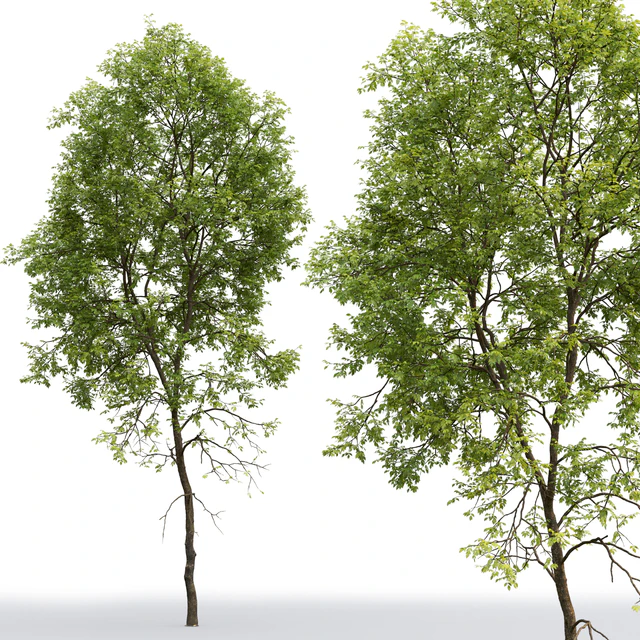 Ash-tree # 5 (21.2m) — Descargar