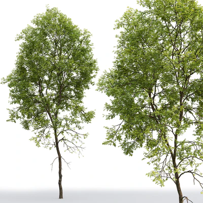 Ash-tree # 5 (21.2m) — Ver 3