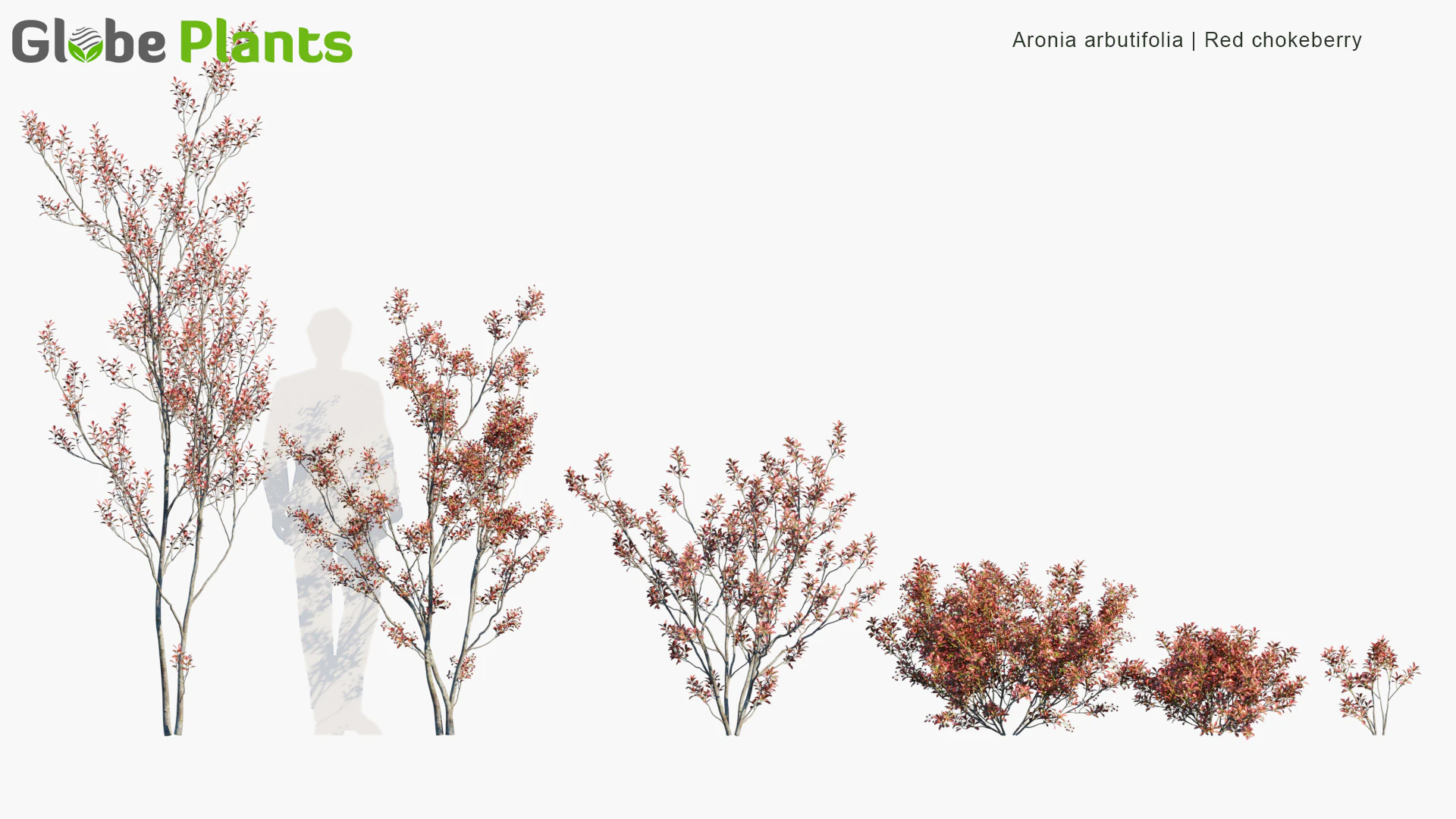 aronia arbutifolia — Скачать