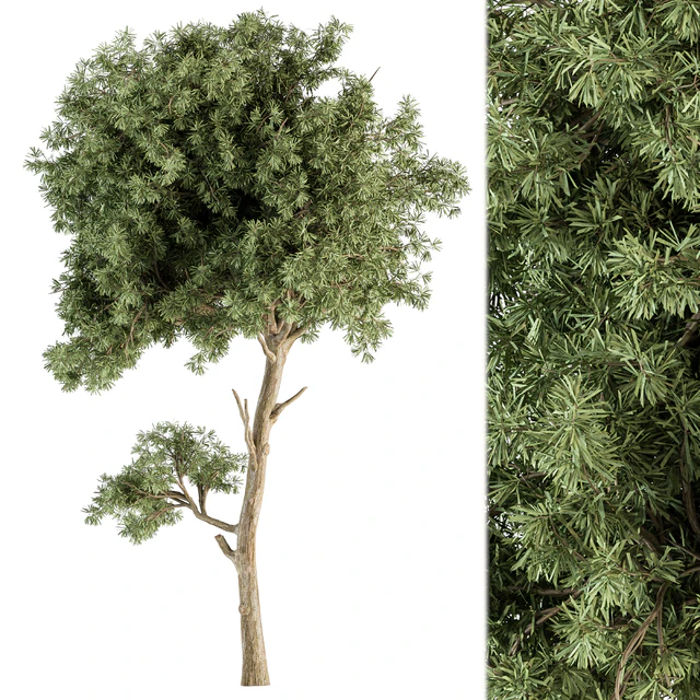 Small Tree Green Maple Needle - Set 71 — Descargar