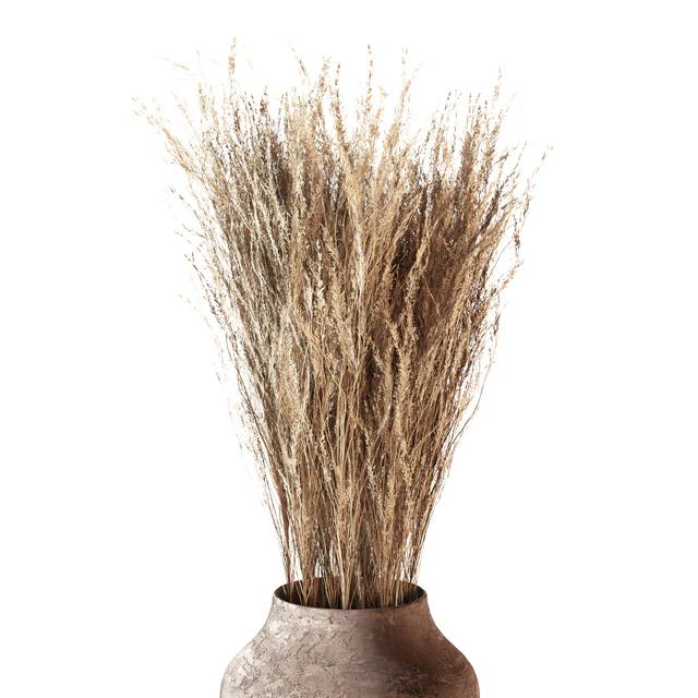 Indoor plants 01 - Pampas set in Pottery Pots — Descargar