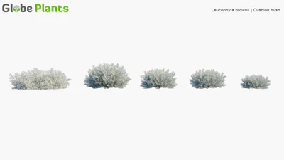 leucophyta brownii — descargar