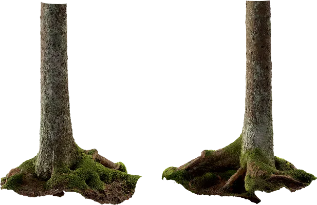 nordic forest tree trunk spruce large 004 — Скачать